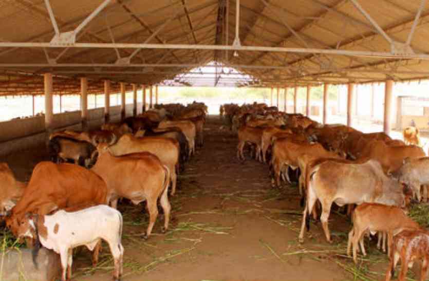 gaushala_1997562_835x547-m_2327310_835x547-m